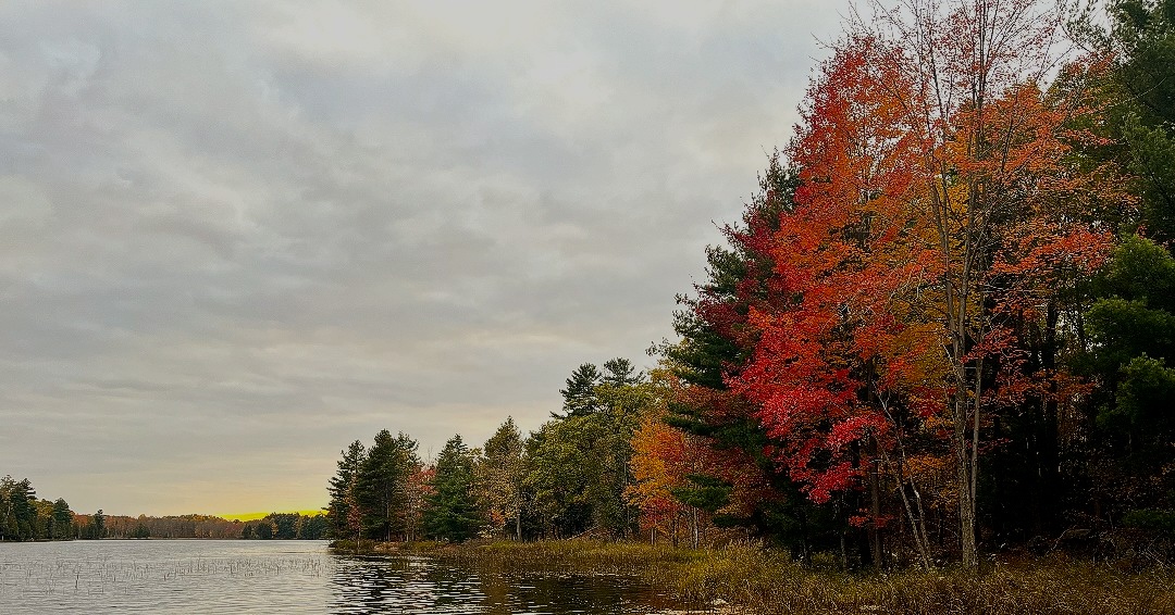 A forest along the edge of a lake, the leaves changing from green to vibrant red and orange.