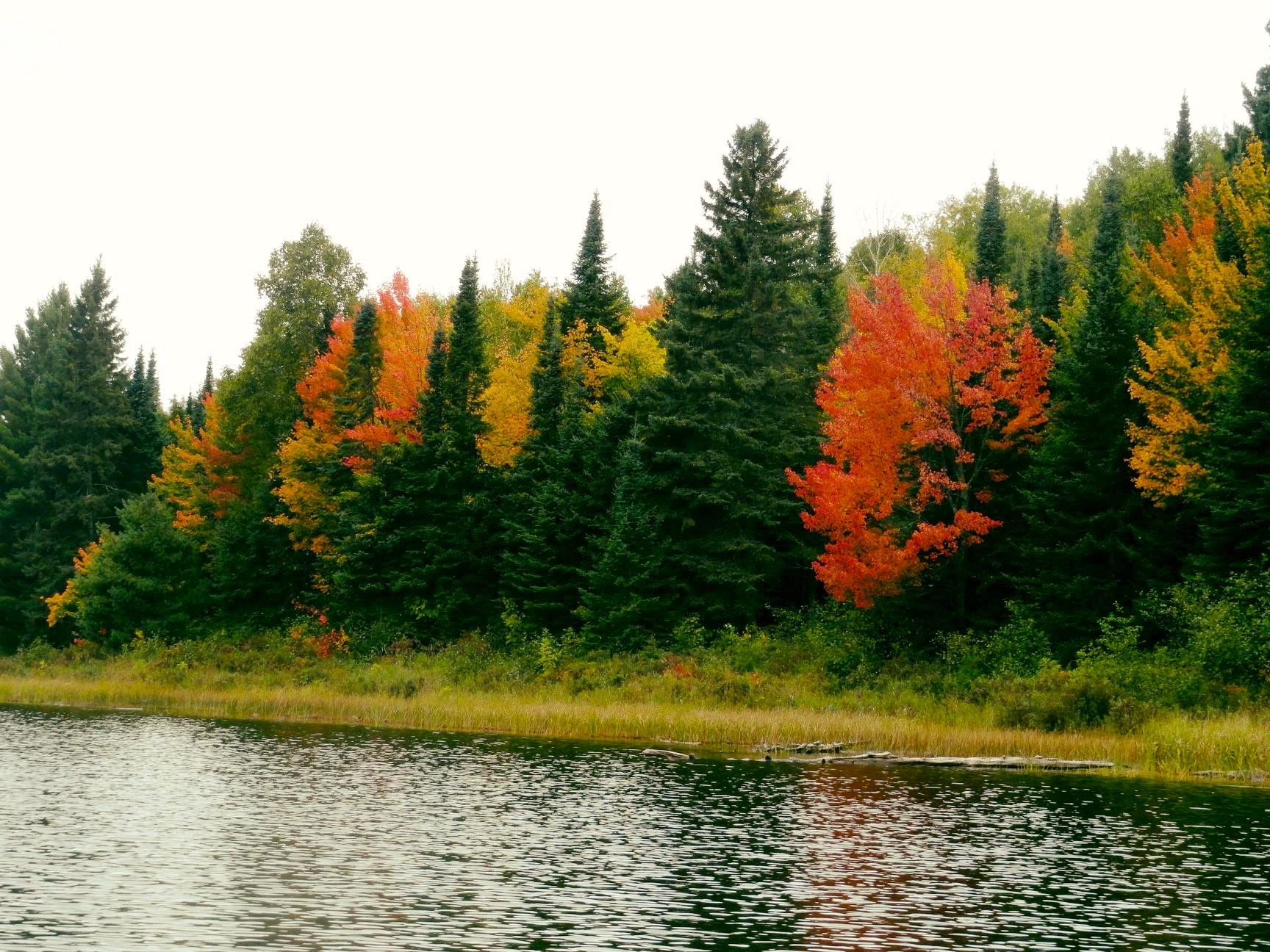 A forest along the edge of a lake in Quetico, the leaves changing from lush green to bright red and orange.