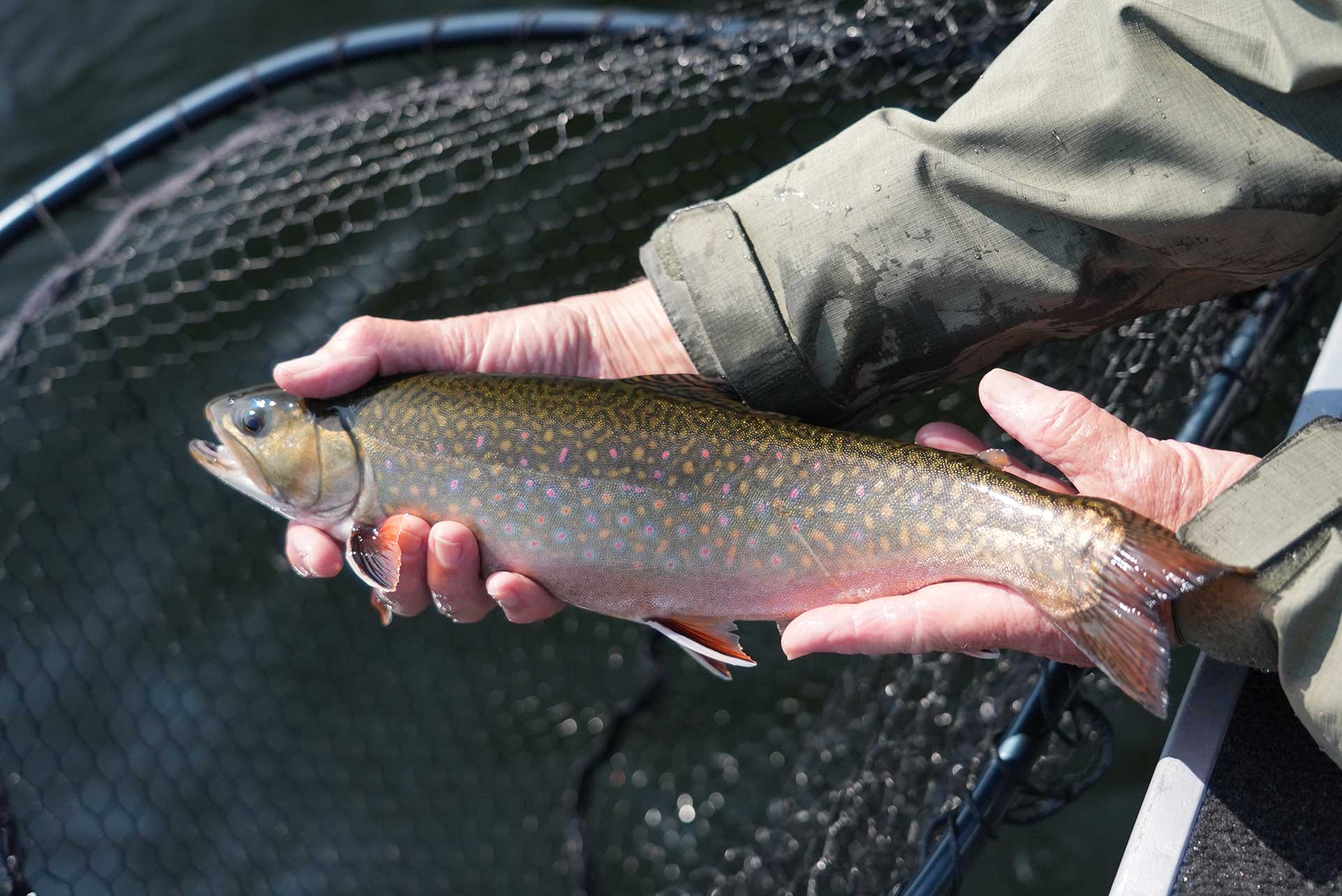 Brookie-on-Upper-Nipigon