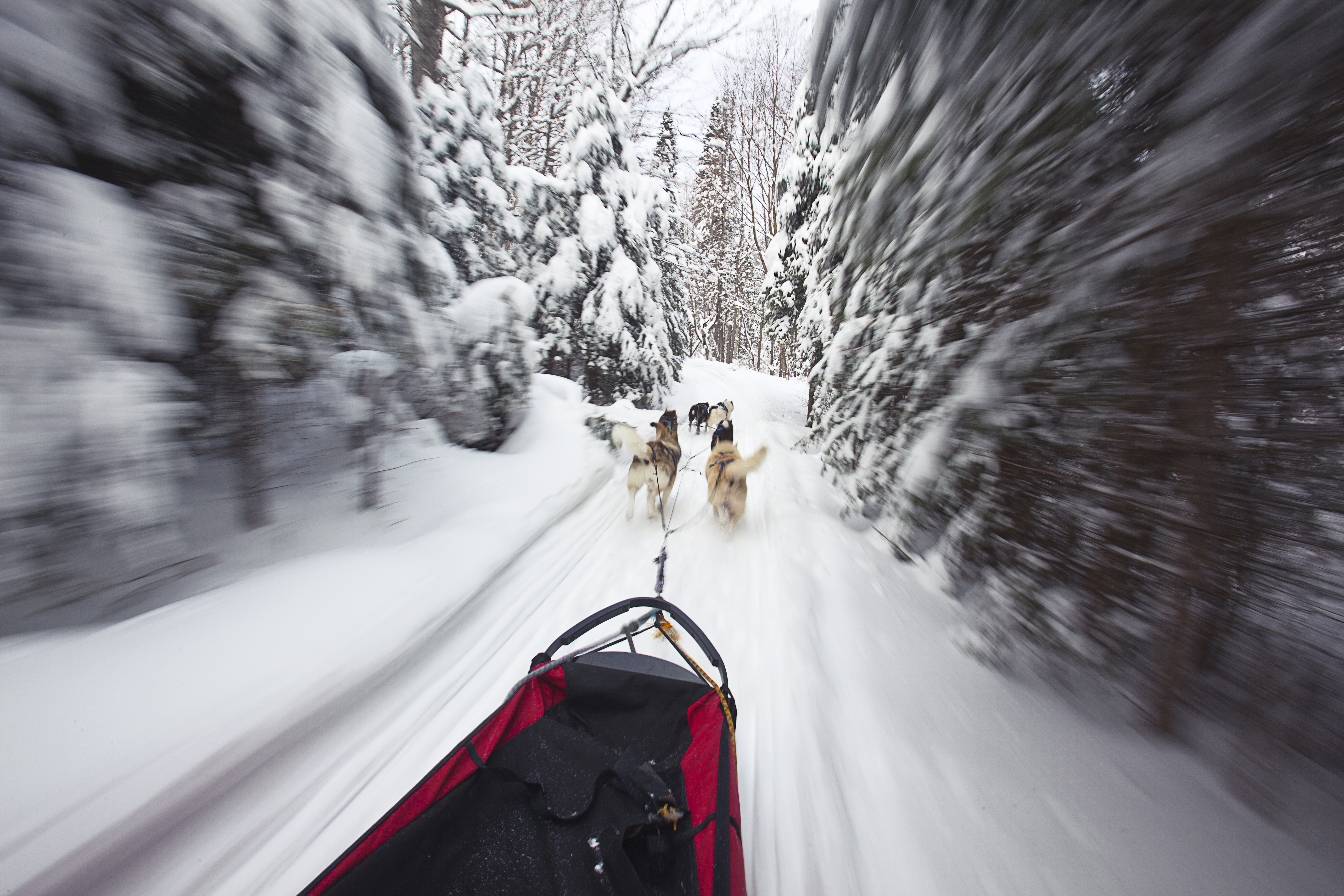 A dogsled team races through the forest in Algonquin Park. Credit: Destination Ontario