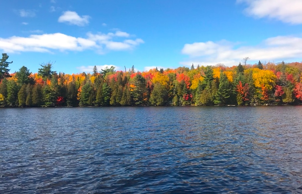 Brightly changing autumn forest along the edge of a lake on a sunny day, showing bright reds, oranges and golds.