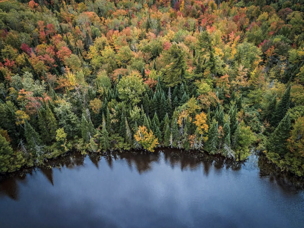 Thick forest along Lake Nipissing changing from green to red, yellow and orange.