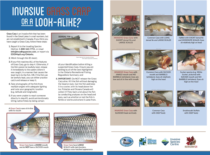 grass carp detection chart