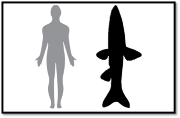 human grass carp diagram