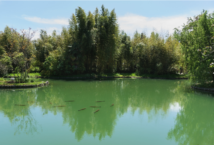 grass carp in lake