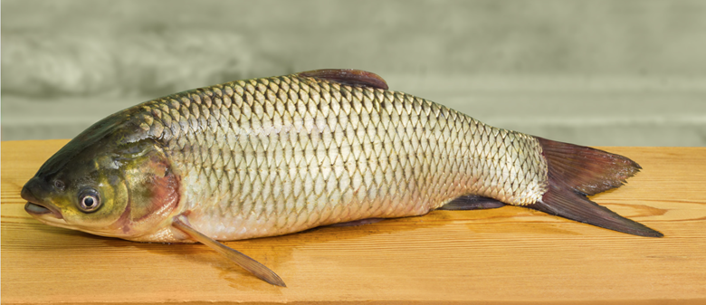 grass carp