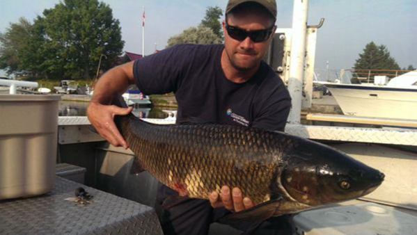 angler holding grass carp