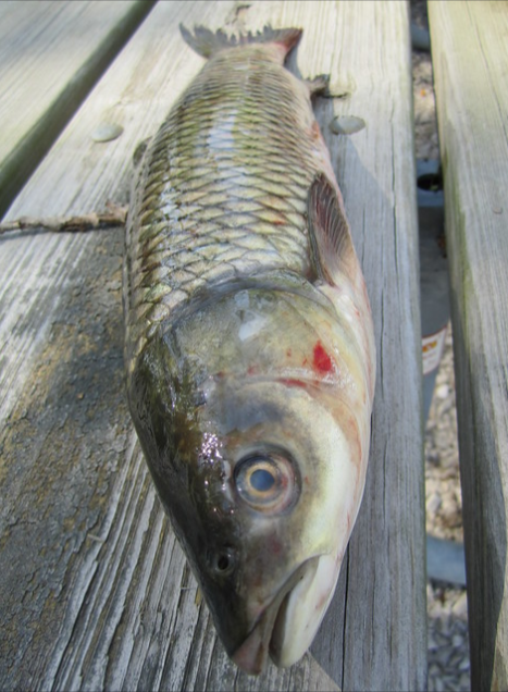 grass carp