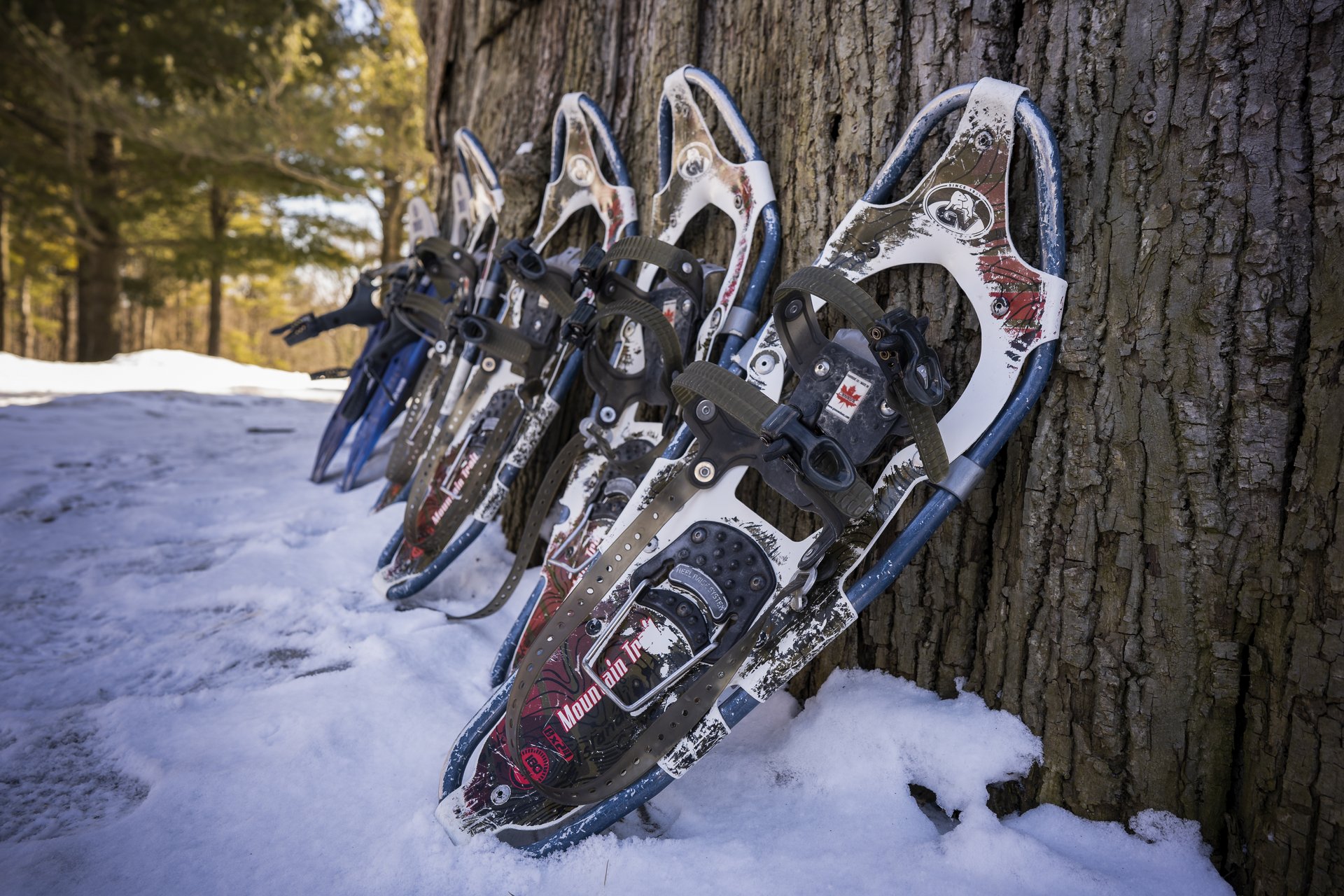 snowshoes lean on a tree