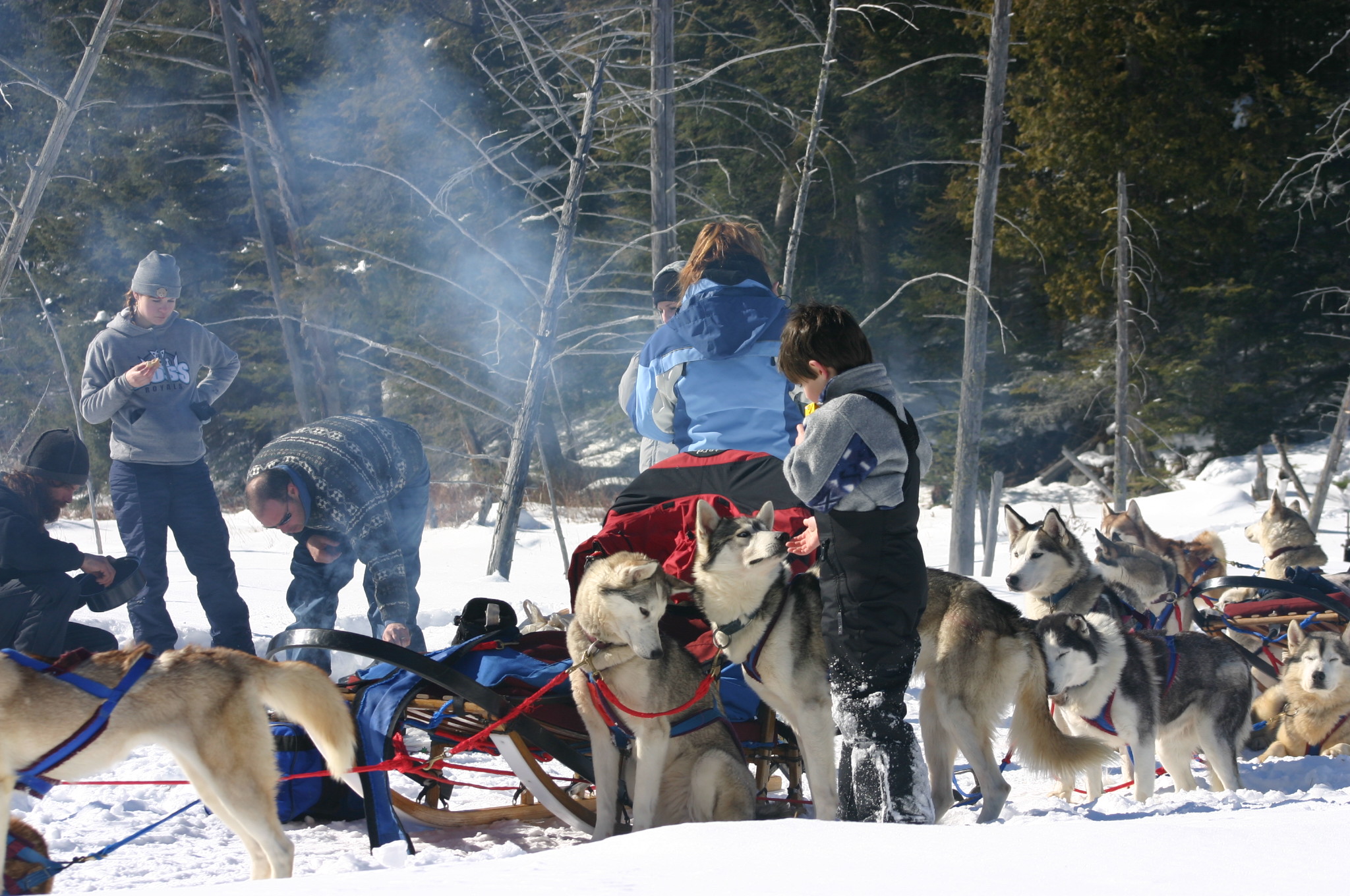 Ontario's wild side—experience the magic of dog sledding. • Credit: Winterdance