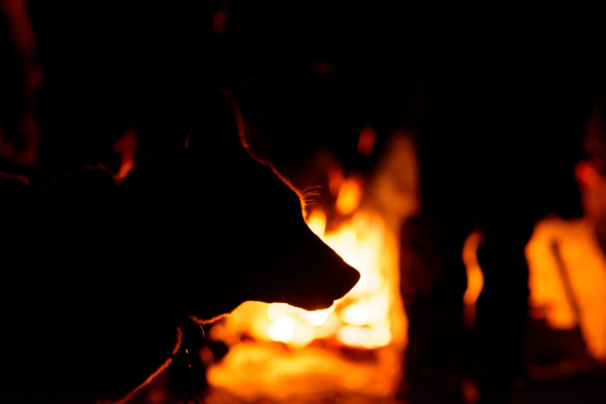 Travel by dogsled under the full moon. •  Credit: Winterdance