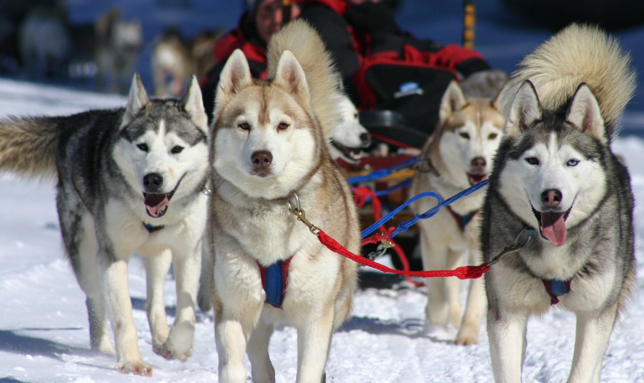 Teamwork and tails on the trail. • Credit: Winterdance