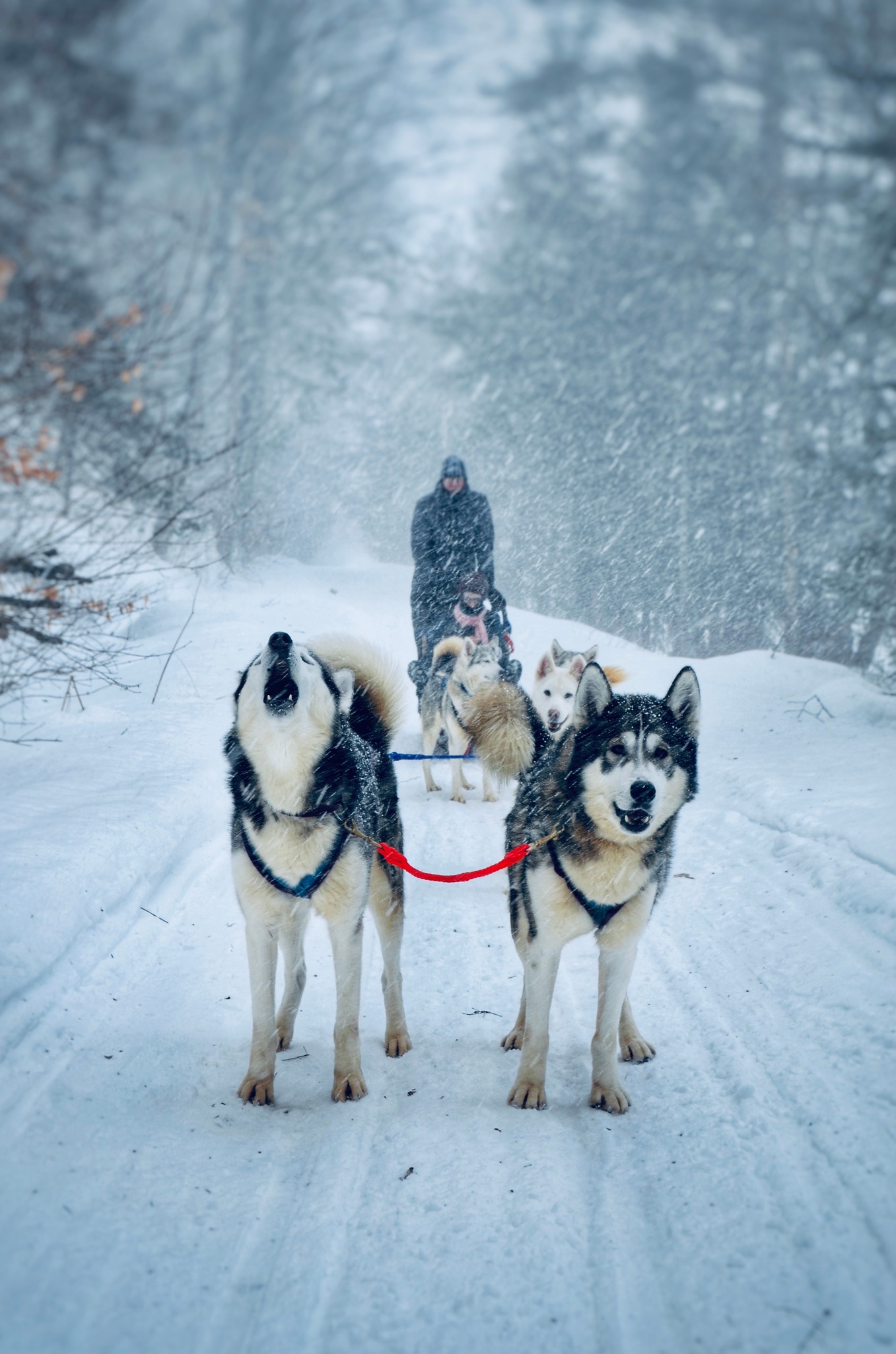 Paw power on snow trails.  Credit: Winterdance