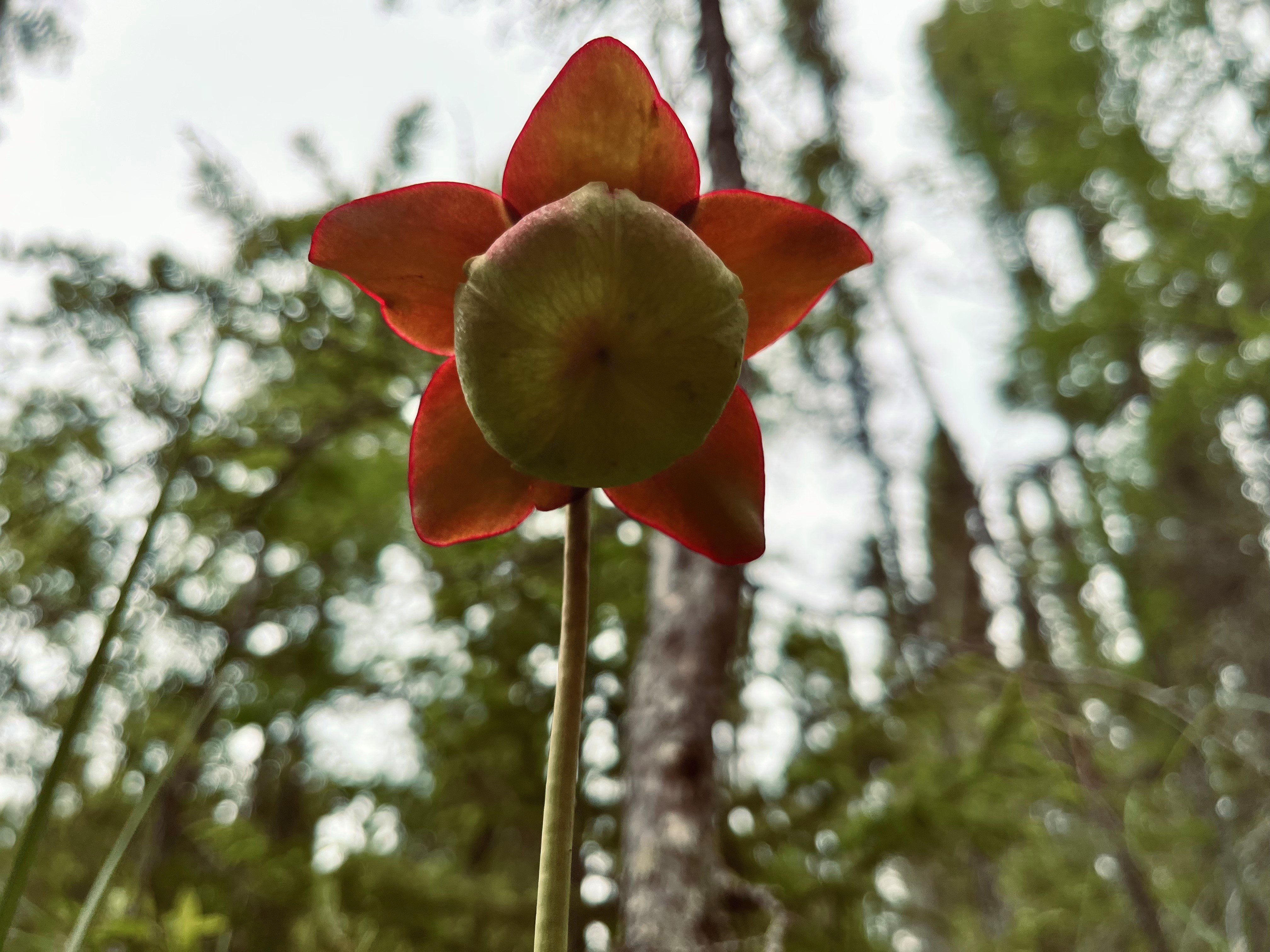 A purple pitcher plant, a carnivorous plant found in bogs and fens across Canada. • Credit: Ontario Parks