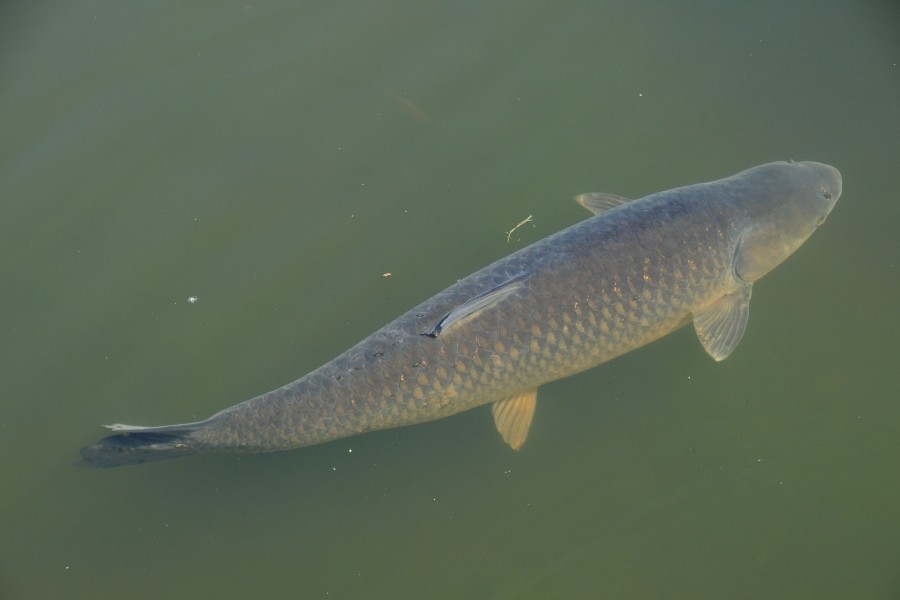 grass carp from above