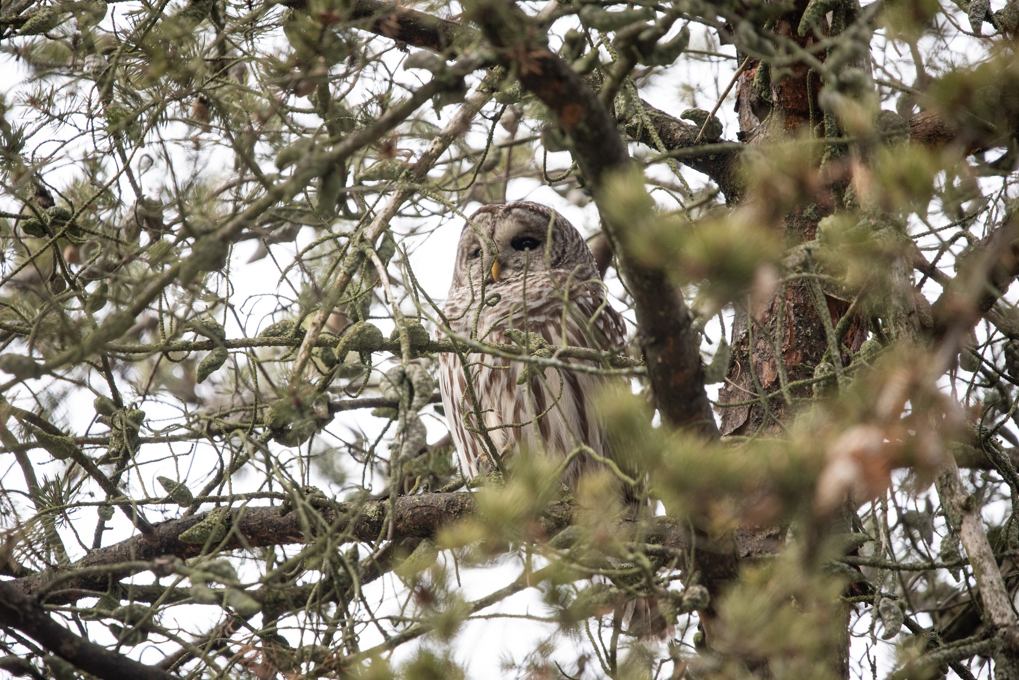 barred owl in tree