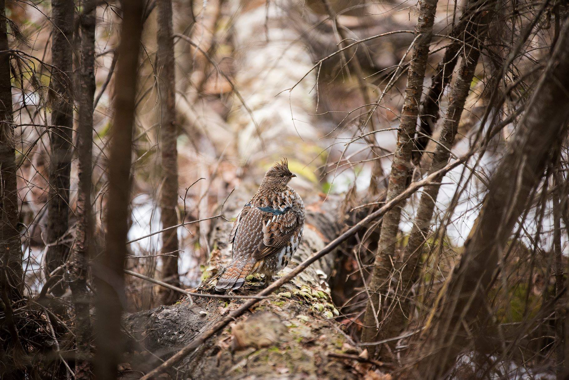 grouse drumming log