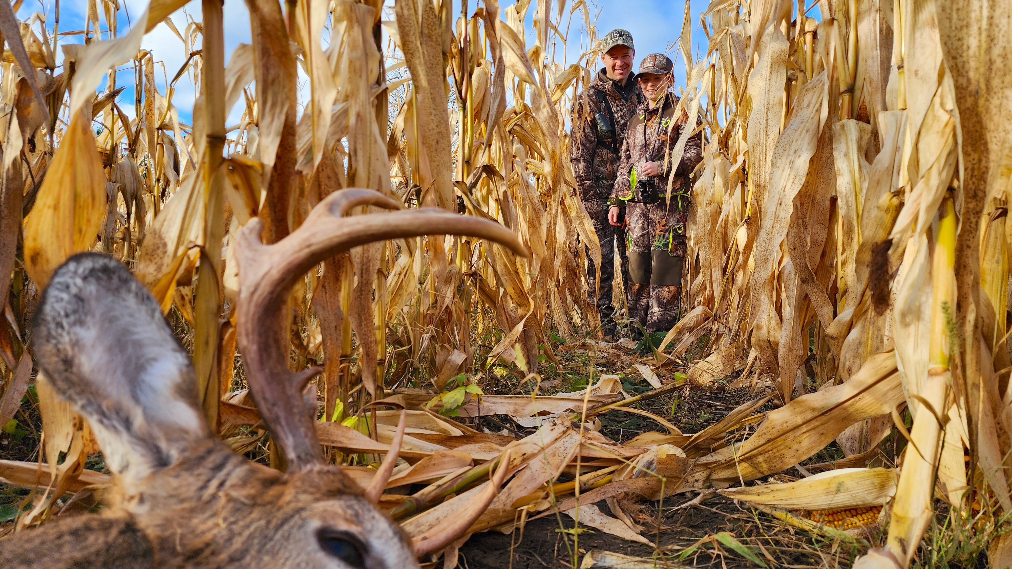 Deer in Corn field