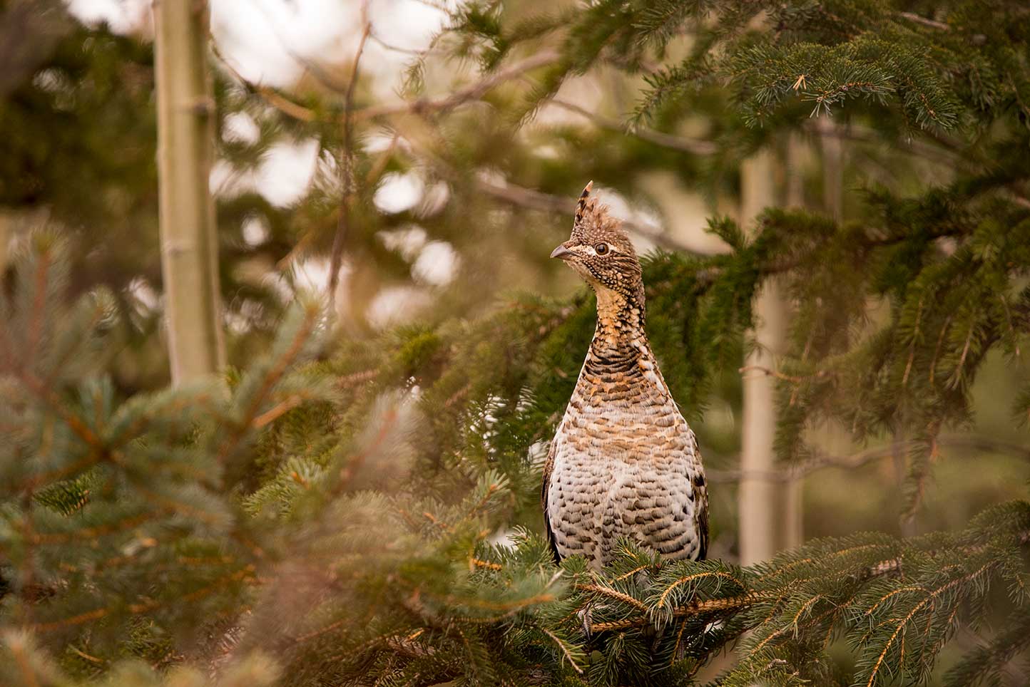 alyssa-lloyd-Grouse