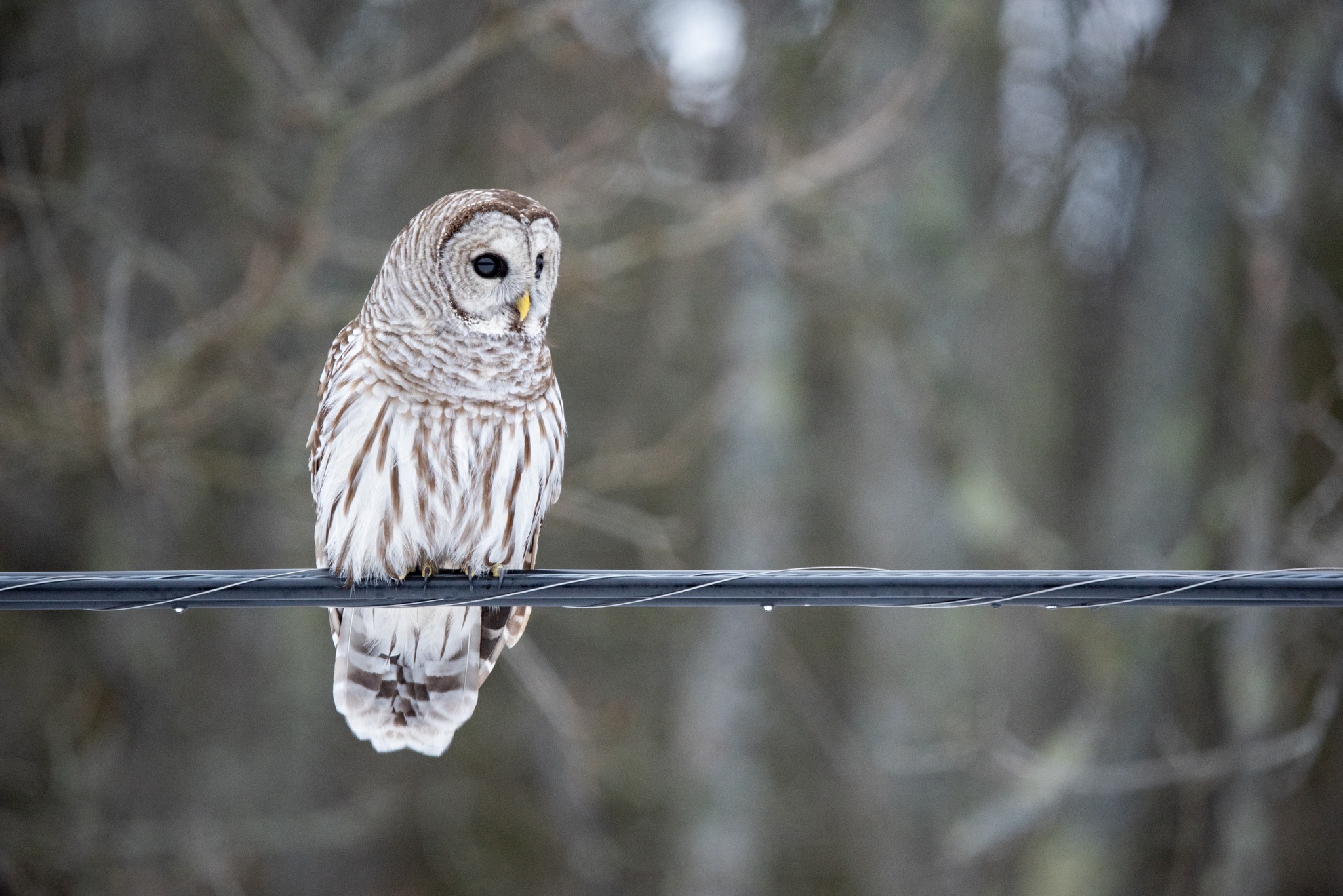 barred owl