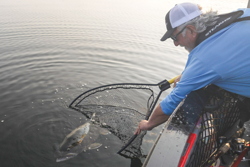 angler releasing fish from net