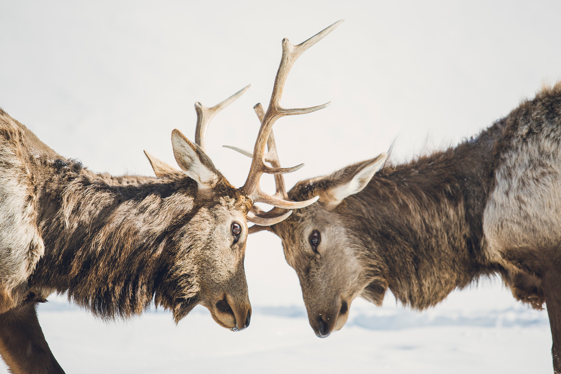 Adult elk lock horns in the snow