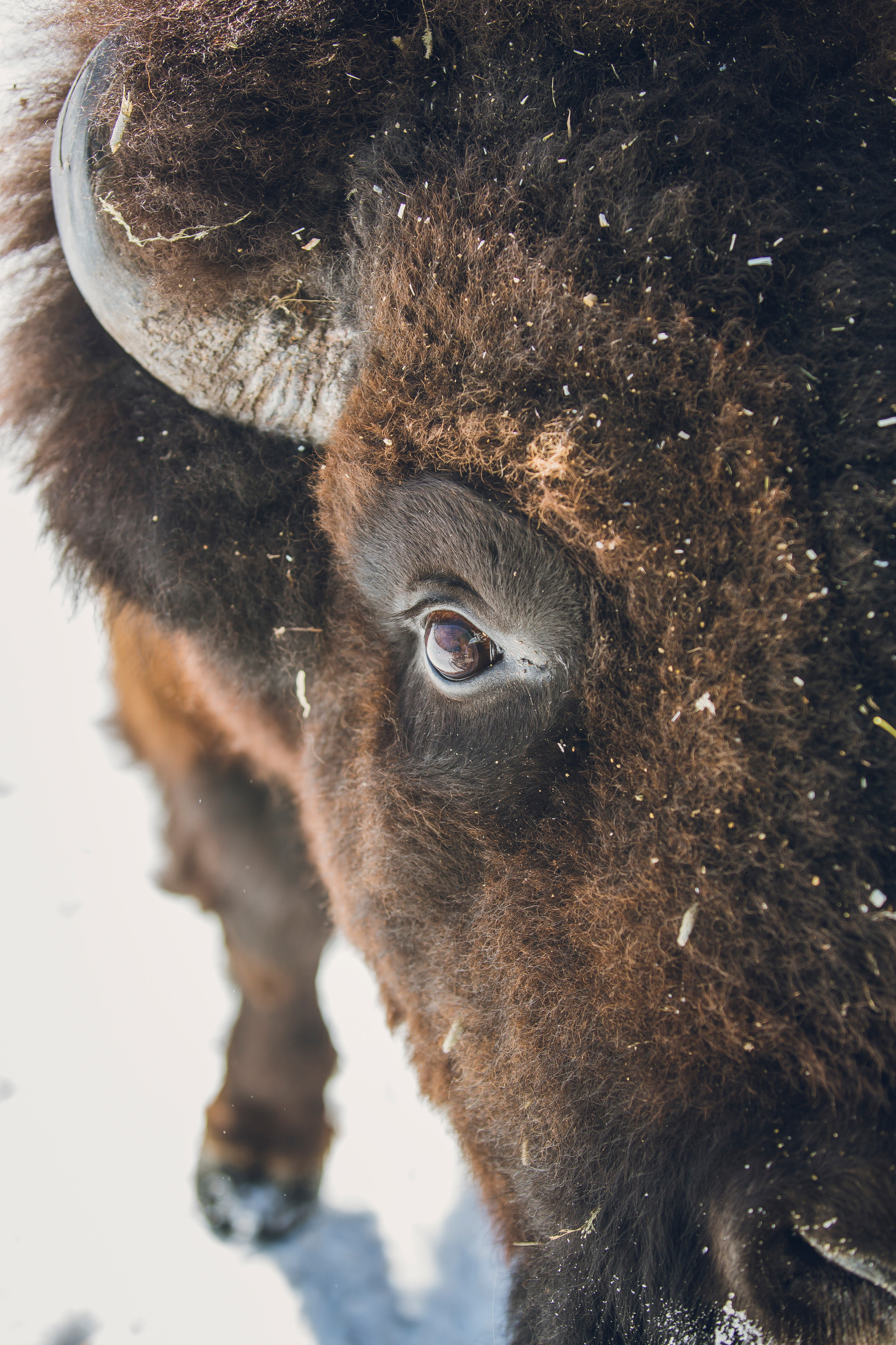 Close up of Bison eye