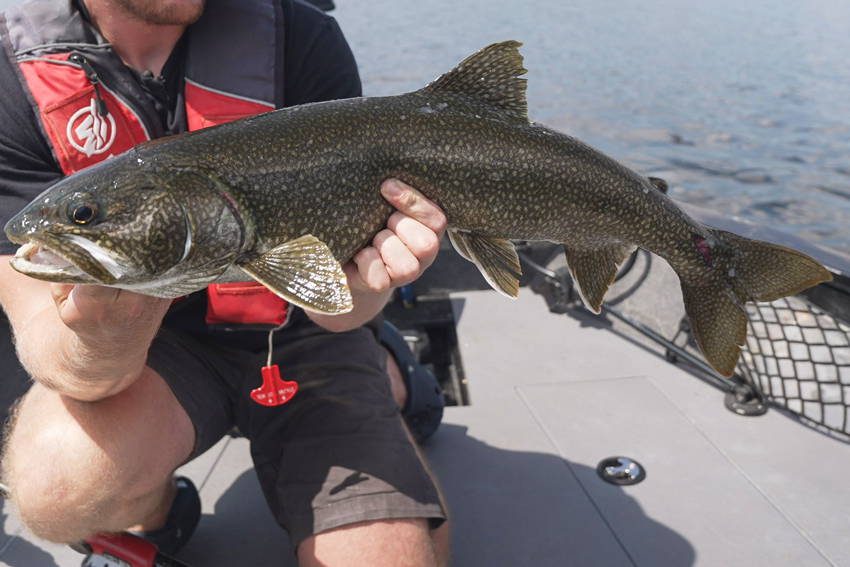 angler holding small lake trout