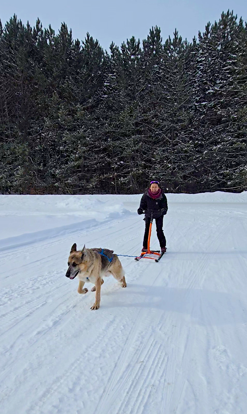 Diana Lee - North Bay Winter Kicksled