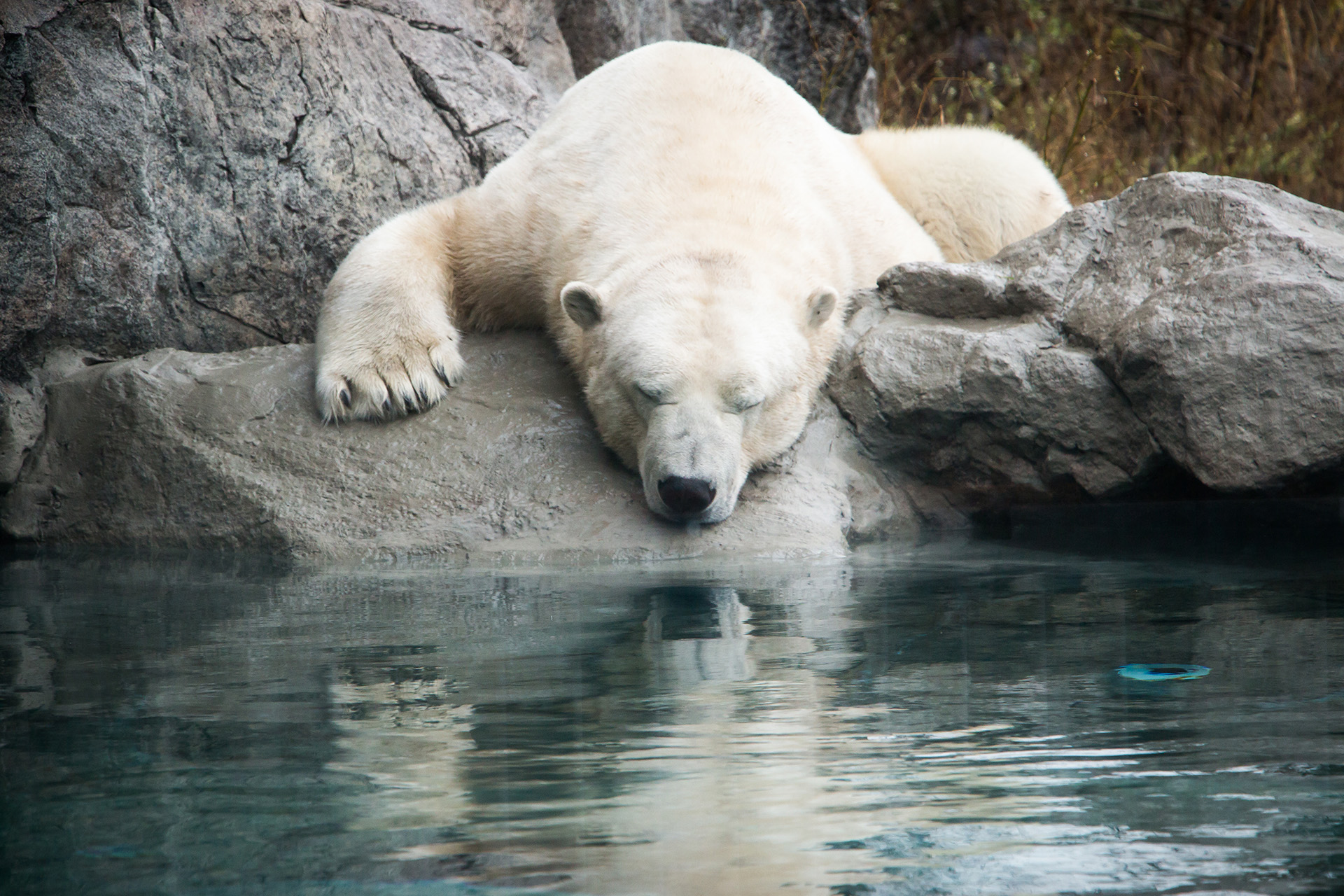 Polar Bear Ganuk resting on rocks by the water