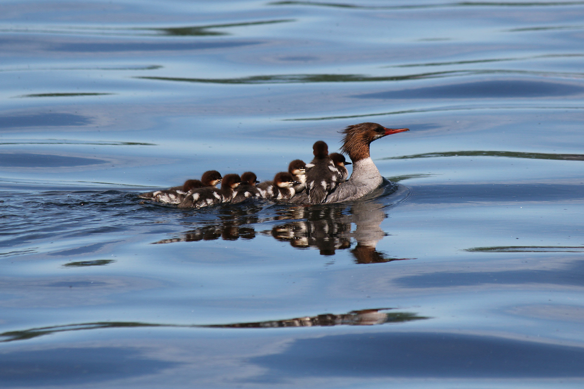 Mama duck carries her family on her back