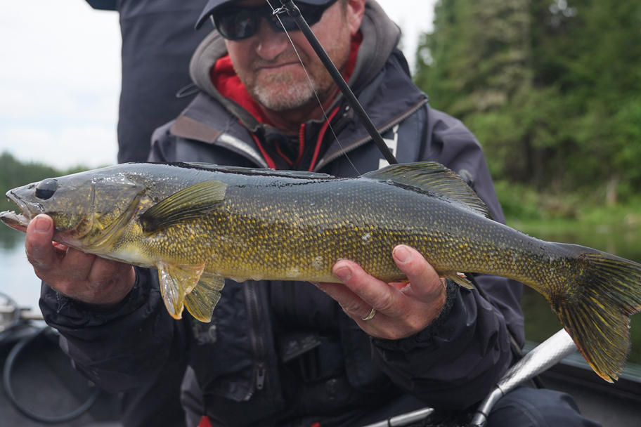 angler holding walleye at an angle