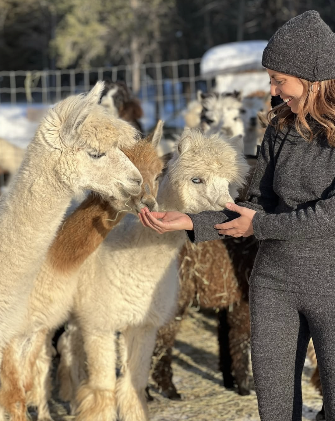 Feeding alpacas