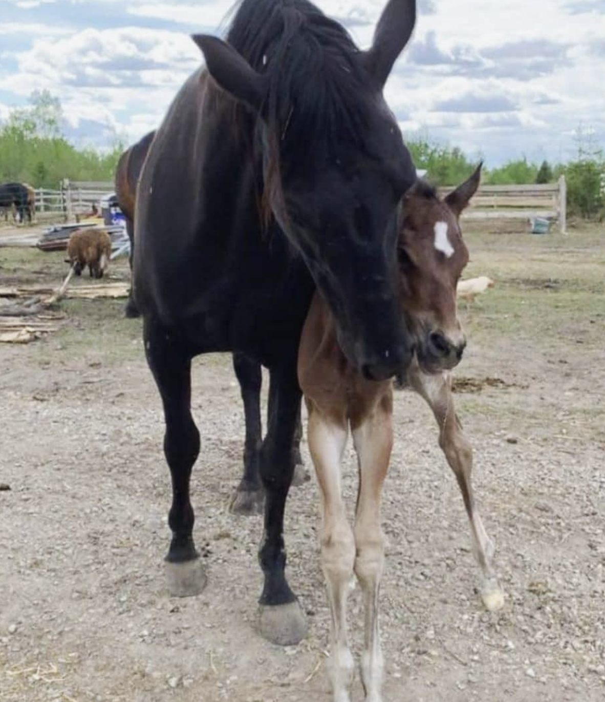 Mama and baby horse nuzzle in the farmyard