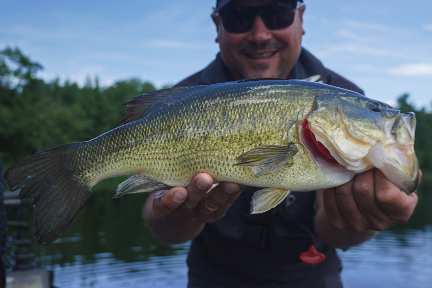 angler holding largemouth bass up close