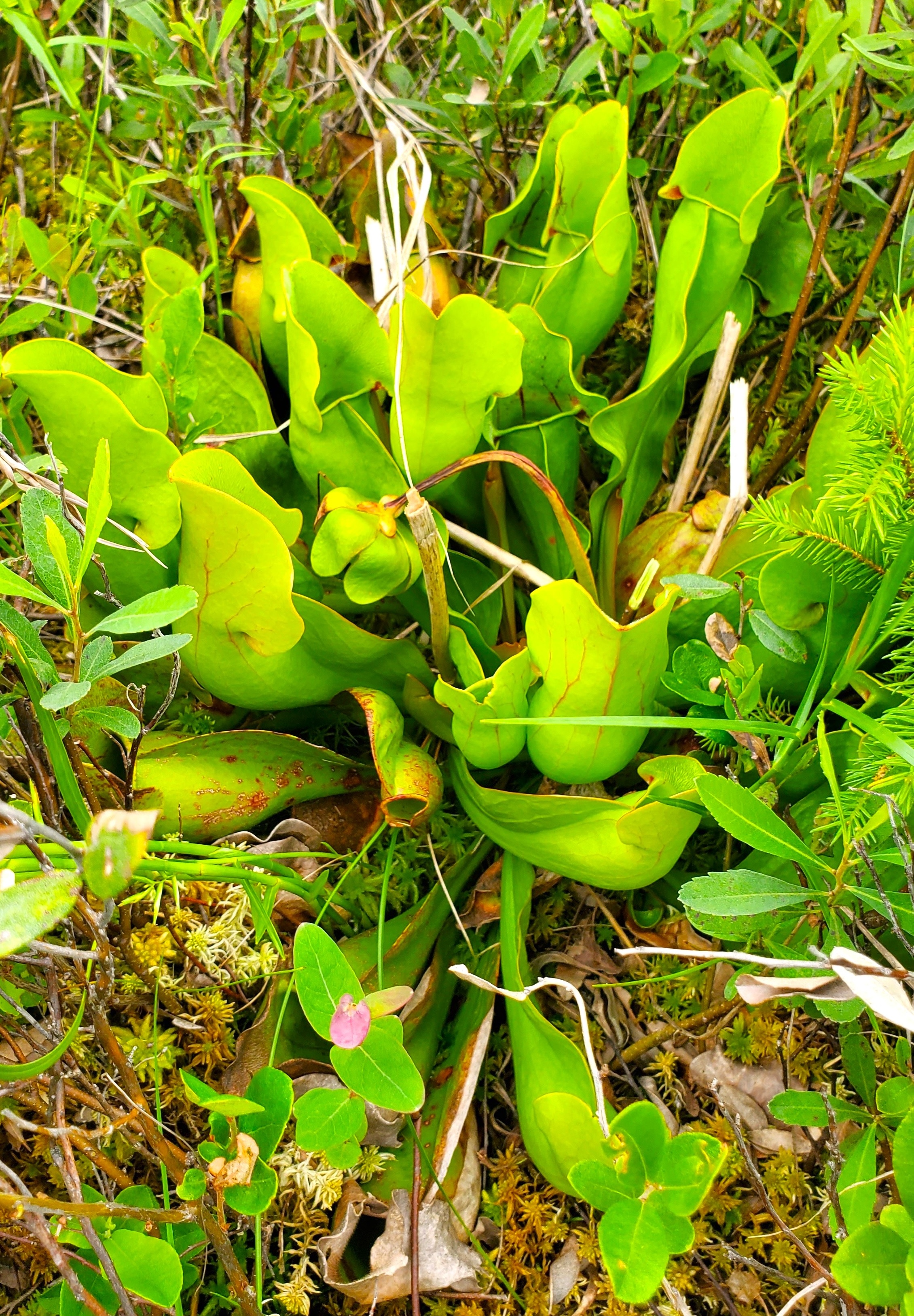 a lush green pitcher plant in a Northern Ontario bog.