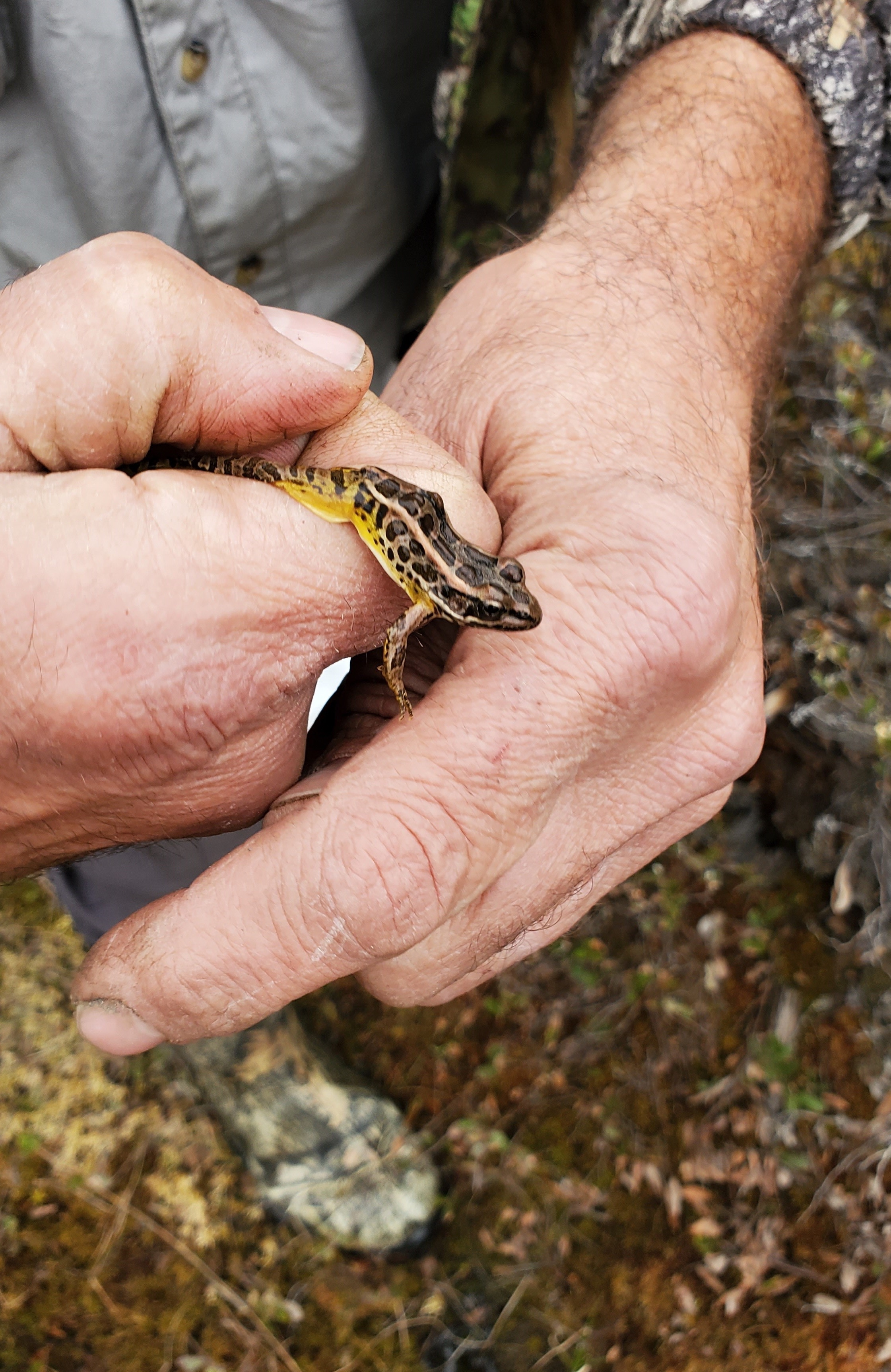 A man holds a small wood frog in his hands.