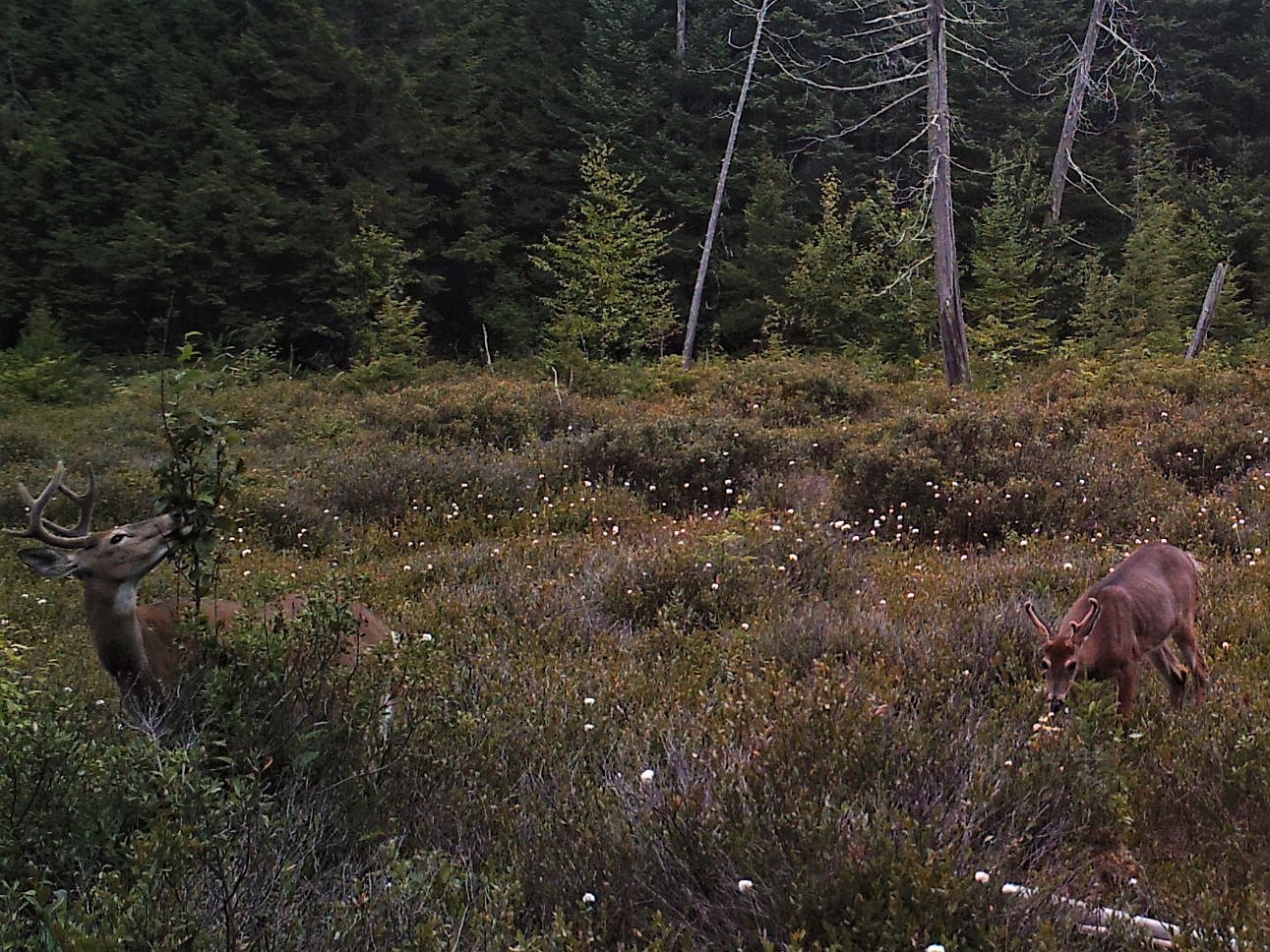 Deer graze in a bog at dusk.