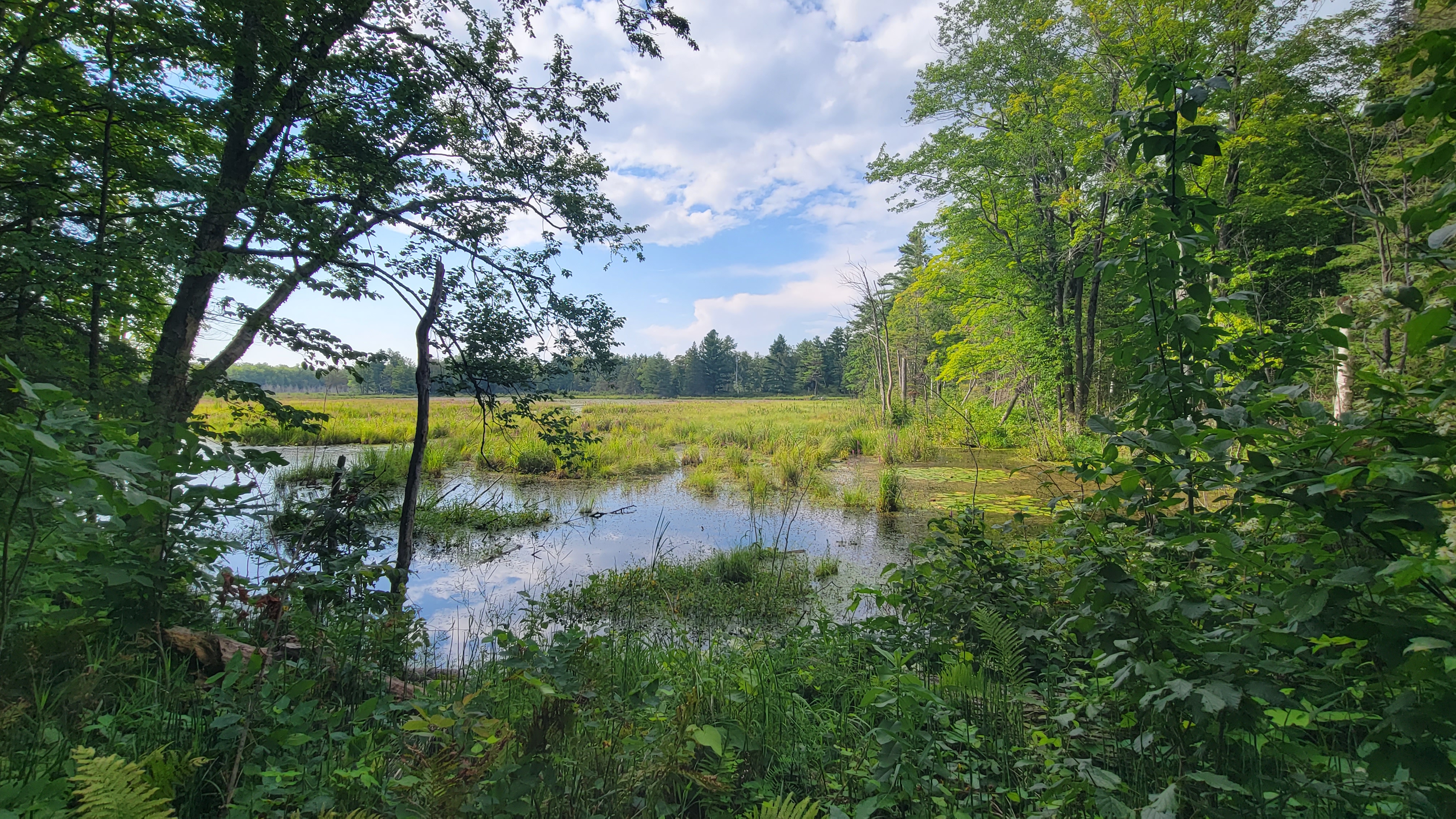 A lake surrounded by trees.