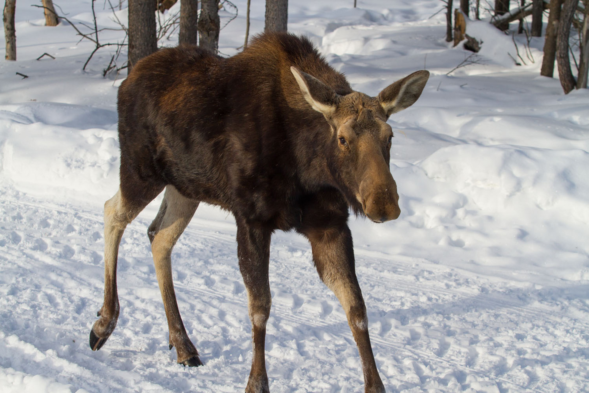 Little moose runs through the snow