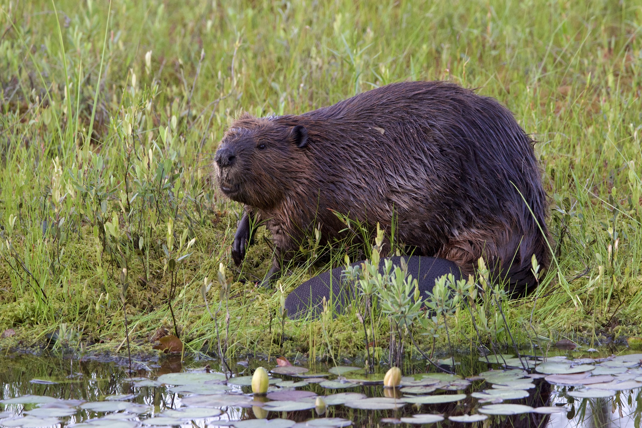 A beaver sits in the grass at the edge of a pond.