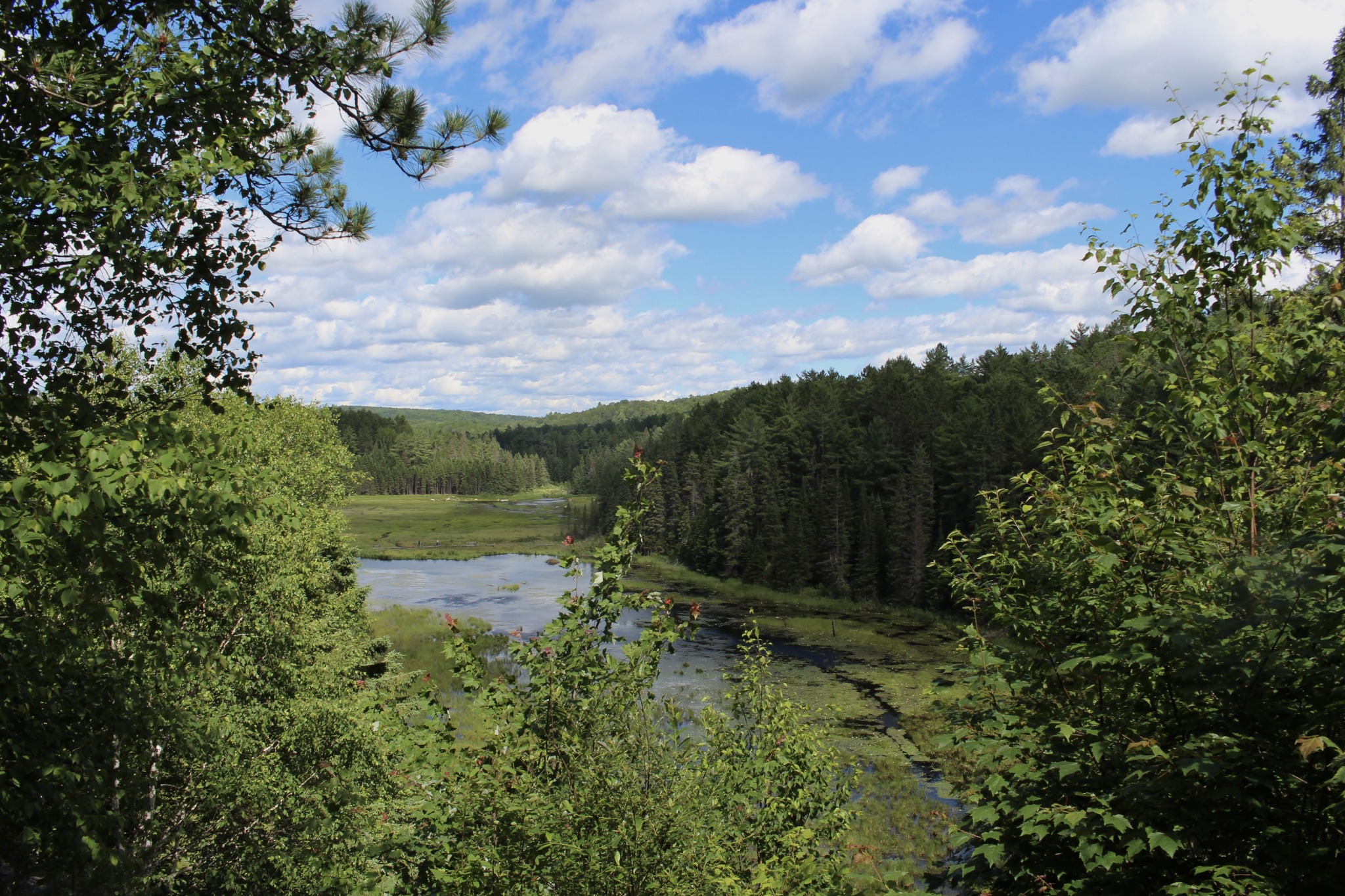 A shallow pond filled with green vegetation in the summer.