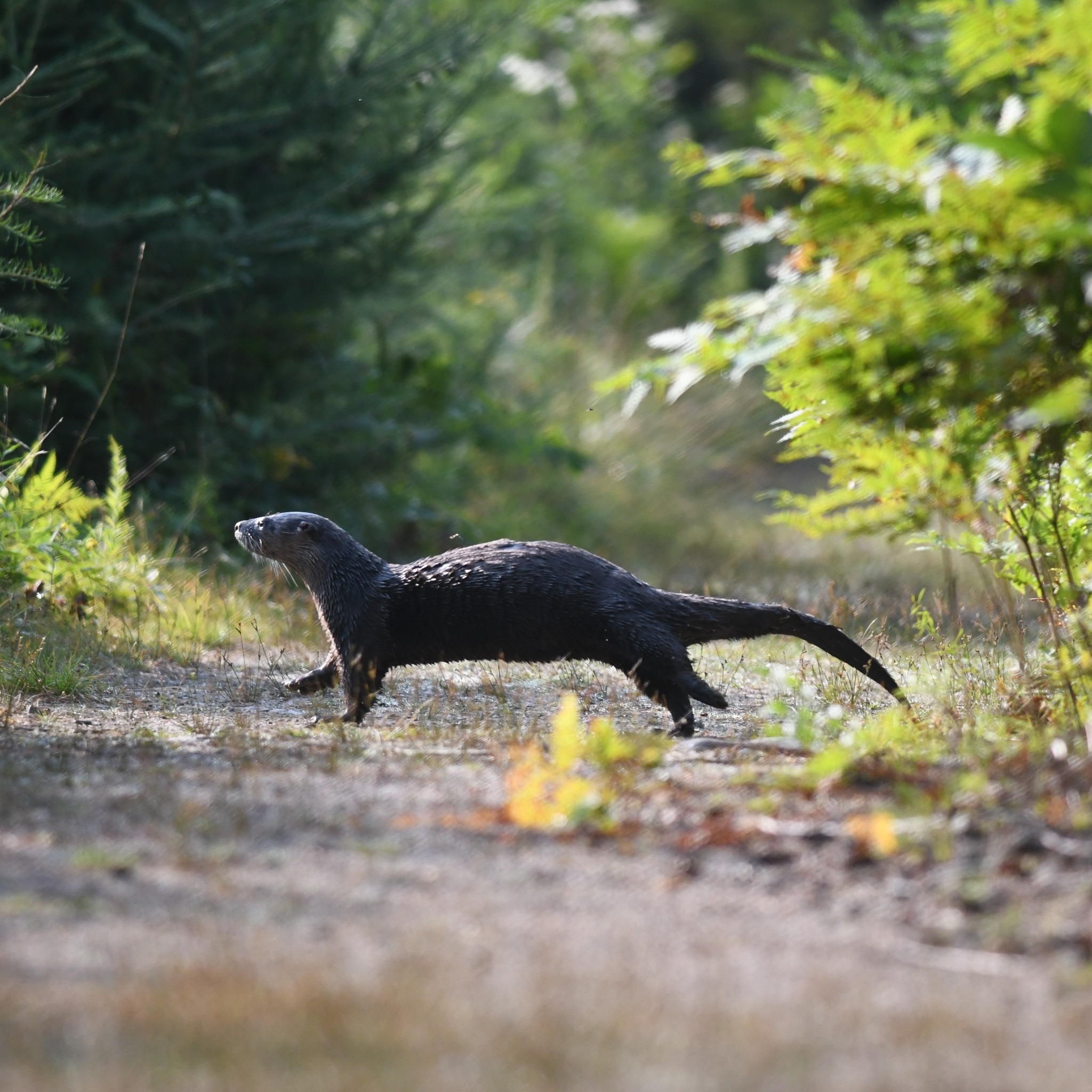 and otter runs across a forest trail in the summer.