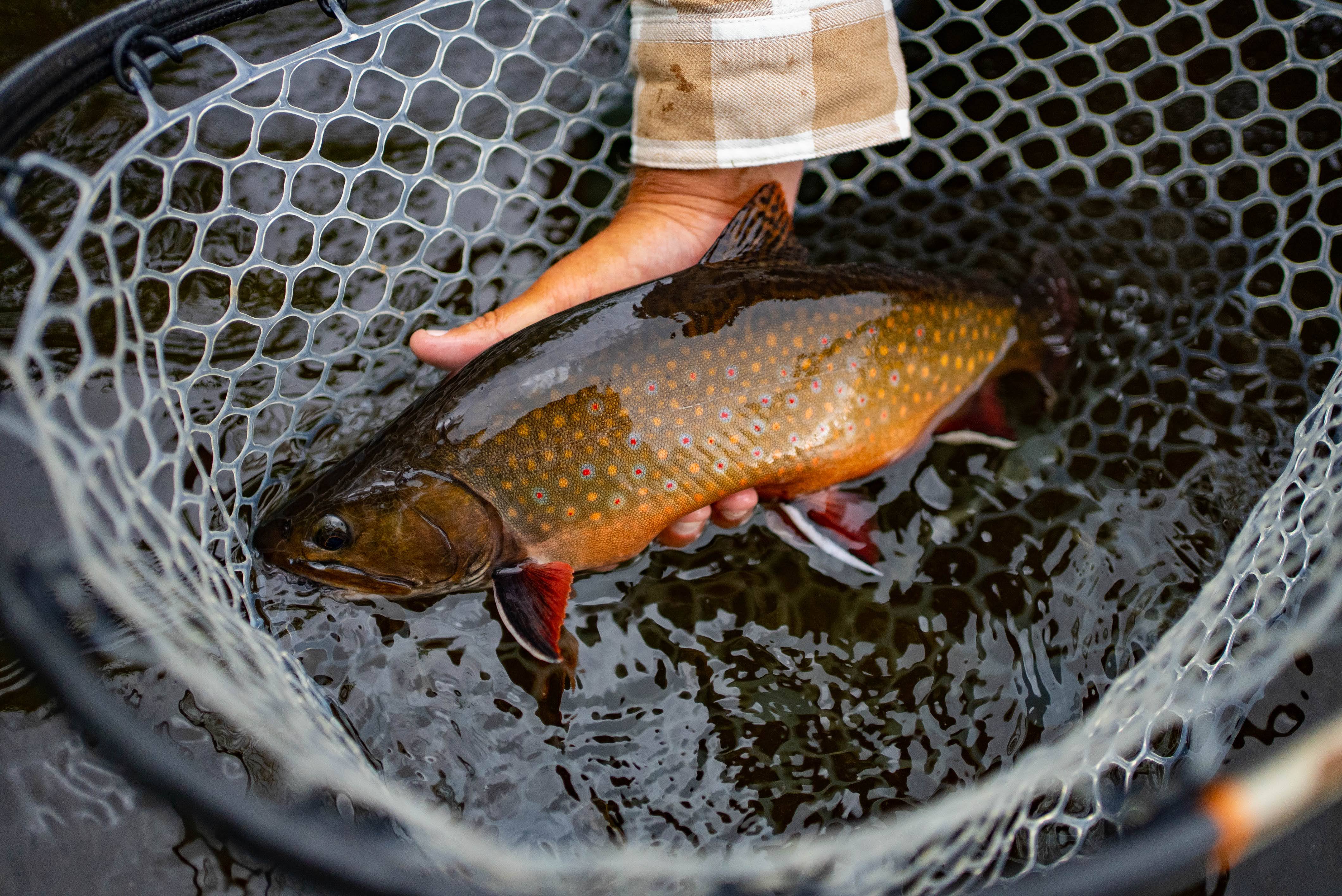 Algoma Brookie