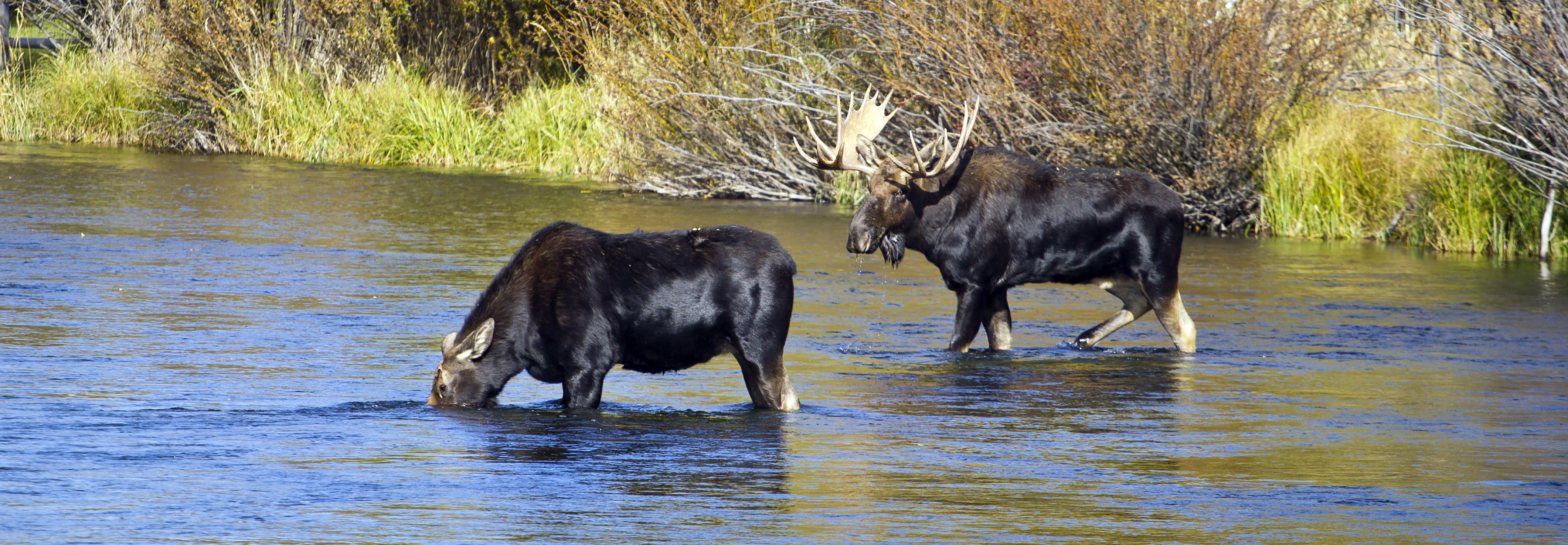 Gray Wood Outfitters Moose