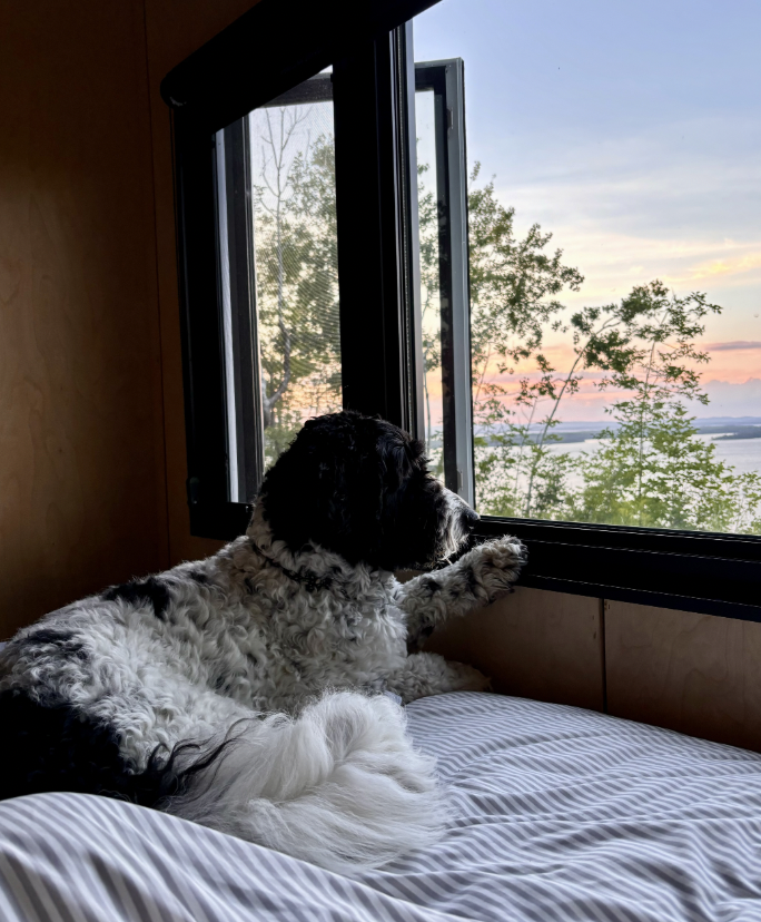 Puppy at Ten Mile Point Resort