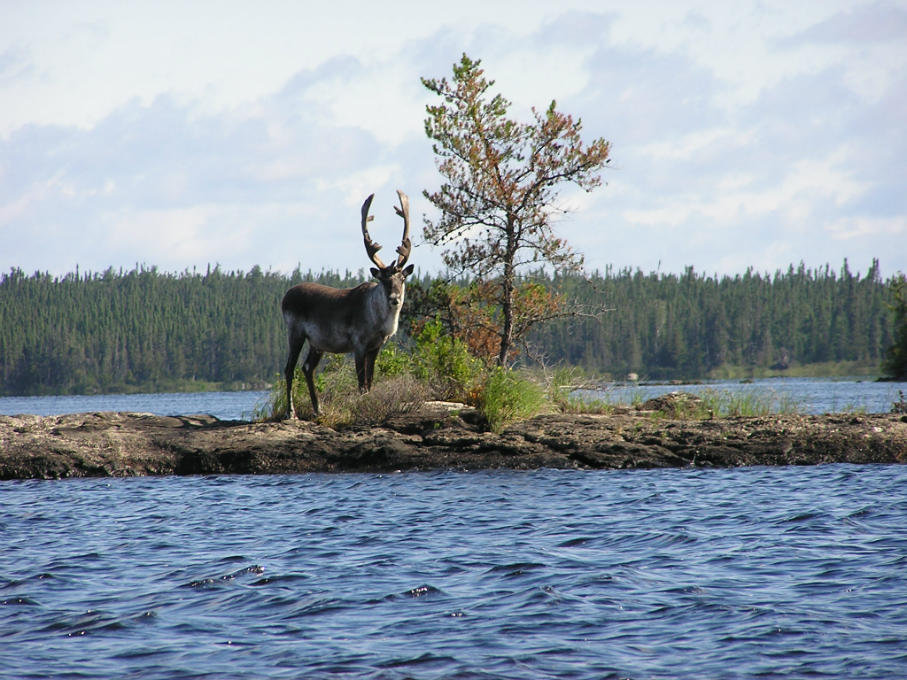 Wabakimi caribou