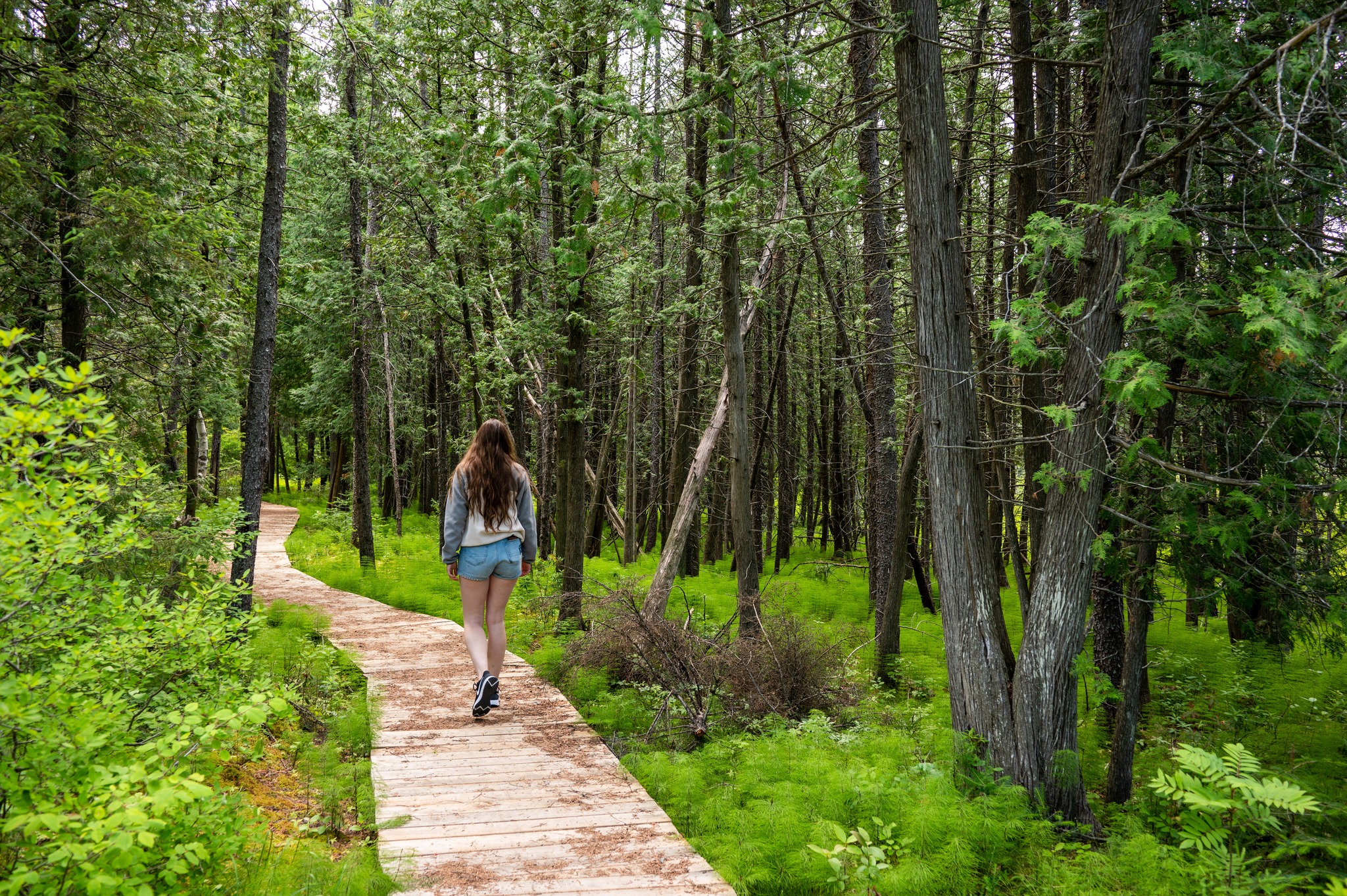 a hiker walks along a boardwalk through bright green forest.