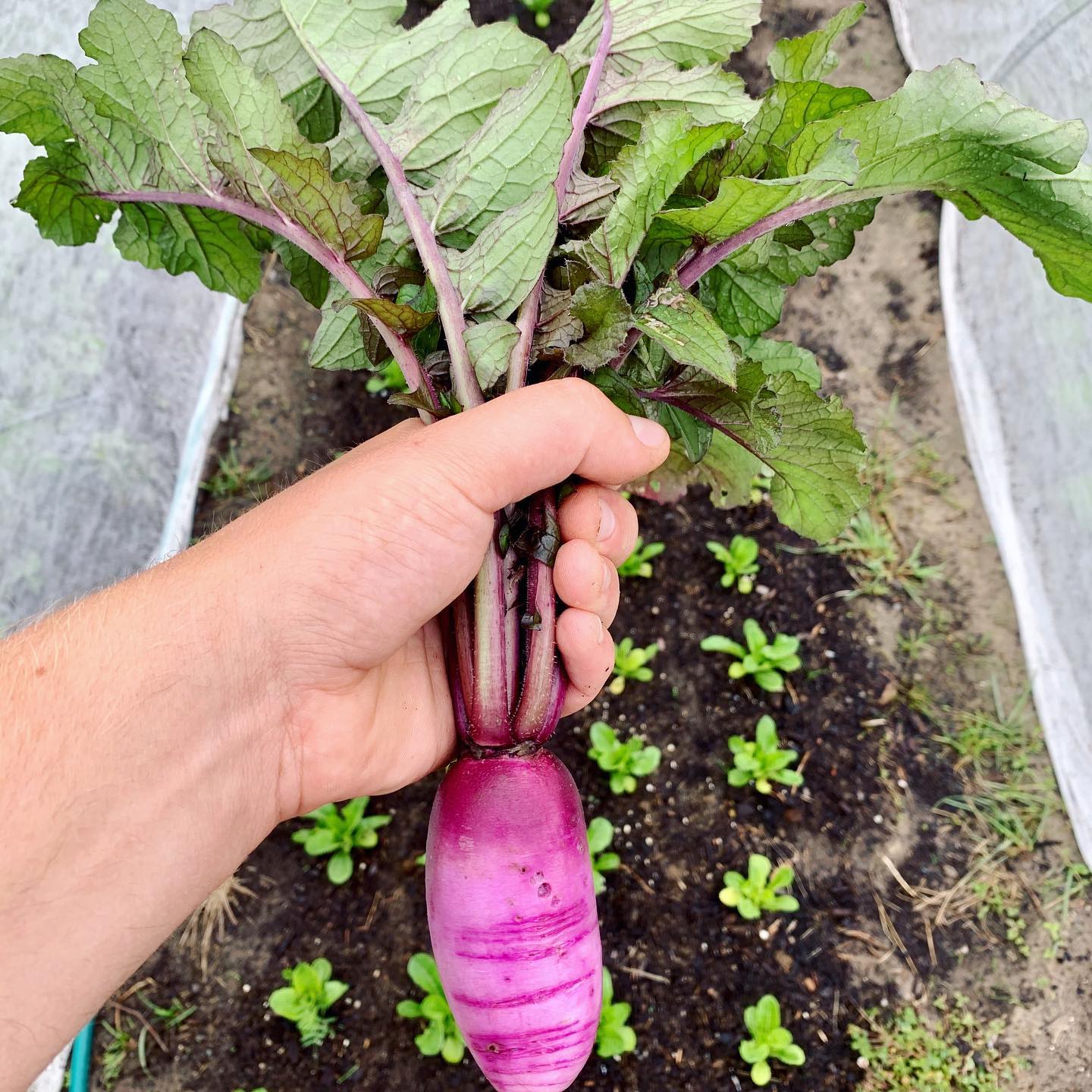 A hand holds up a purple daikon by the leaves in front of a tidy bed of small green seedlings.