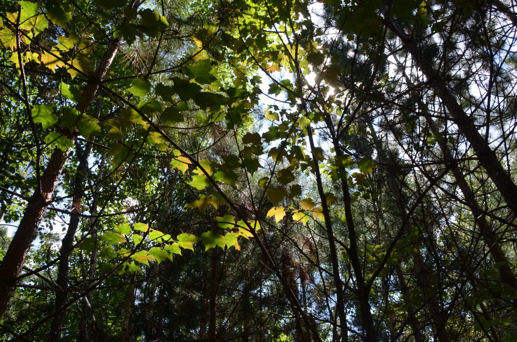 a lush green canopy of leaves overhead.